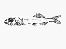 To FishBase images (<i>Persparsia kopua</i>, by SFSA)