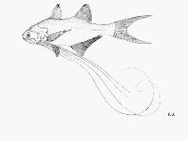 To FishBase images (<i>Pentanemus quinquarius</i>, by FAO)