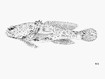 To FishBase images (<i>Perulibatrachus rossignoli</i>, by FAO)