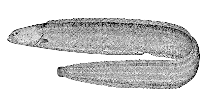 Image of Phytichthys chirus (Ribbon prickleback)