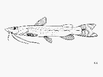 To FishBase images (<i>Phyllonemus filinemus</i>, Tanzania, by FAO)