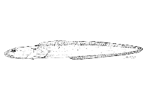 To FishBase images (<i>Phucocoetes latitans</i>, by Lloris, D.)