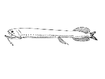 To FishBase images (<i>Photonectes leucospilus</i>, Cape Verde, by Reiner, F.)