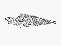 To FishBase images (<i>Physiculus natalensis</i>, South Africa, by SFSA)