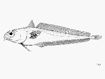 To FishBase images (<i>Physiculus rastrelliger</i>, by FAO)
