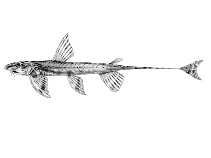 To FishBase images (<i>Phractura scaphyrhynchura</i>, Angola, by Mertens, P.)