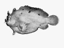 To FishBase images (<i>Phyllophryne scortea</i>, Australia, by CSIRO)