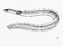 Image of Pisodonophis hoevenii (Hoeven\