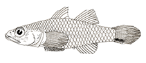 To FishBase images (<i>Pleurosicya australis</i>, French Polynesia, by Larson, H.K.)