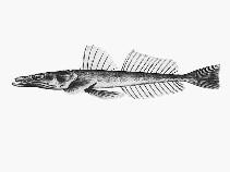To FishBase images (<i>Neoplatycephalus conatus</i>, Australia, by CSIRO)