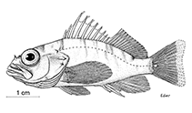 To FishBase images (<i>Plectranthias klausewitzi</i>, Yemen, by Eder, G. / Zajonz, U.)