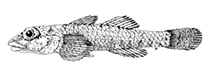 To FishBase images (<i>Pleurosicya larsonae</i>, Hawaii, by Greenfield, D.W./J.E. Randall)