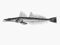 To FishBase images (<i>Platycephalus longispinis</i>, Australia, by CSIRO)