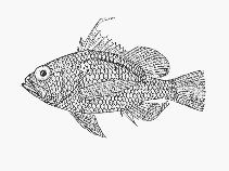 To FishBase images (<i>Plectranthias morgansi</i>, Kenya, by SFSA)