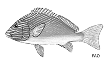 To FishBase images (<i>Plectorhinchus multivittatus</i>, by FAO)