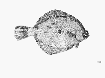 To FishBase images (<i>Pleuronichthys ocellatus</i>, by FAO)