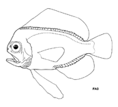 To FishBase images (<i>Platyberyx opalescens</i>, by FAO)