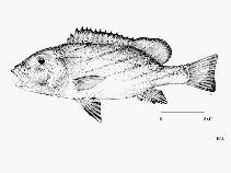 To FishBase images (<i>Plectorhinchus paulayi</i>, by FAO)