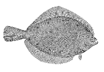 To FishBase images (<i>Pleuronectes quadrituberculatus</i>, Alaska, by Bull. U.S. Bur. Fish.)
