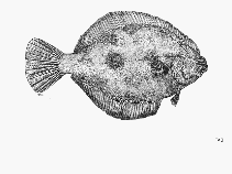 Image of Pleuronichthys verticalis (Hornyhead turbot)