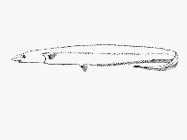 To FishBase images (<i>Polyacanthonotus africanus</i>, by SFSA)
