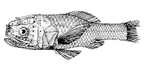 To FishBase images (<i>Poromitra capito</i>, Canada, by Canadian Museum of Nature, Ottawa, Canada)