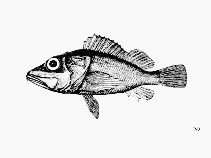To FishBase images (<i>Pontinus castor</i>, by FAO)