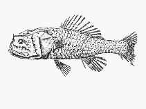 To FishBase images (<i>Poromitra crassiceps</i>, by SFSA)