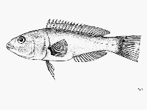 To FishBase images (<i>Polylepion cruentum</i>, by FAO)