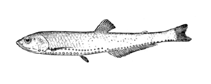 To FishBase images (<i>Polymetme elongata</i>, by Yang, N.-S.)