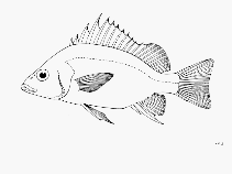 To FishBase images (<i>Pomadasys empherus</i>, by FAO)