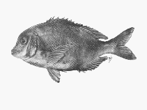 To FishBase images (<i>Polyamblyodon germanum</i>, South Africa, by SFSA)