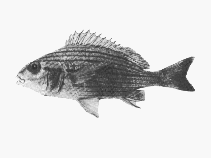 To FishBase images (<i>Pomadasys laurentino</i>, Mozambique, by SFSA)