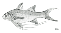 To FishBase images (<i>Polydactylus longipes</i>, by FAO)
