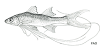 Image of Polydactylus macrophthalmus (River threadfin)