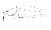 To FishBase images (<i>Pogonophryne macropogon</i>, by FAO)