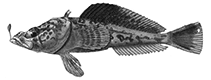 To FishBase images (<i>Pogonophryne marmorata</i>, Antarctica, by Shandikov, G.A.)