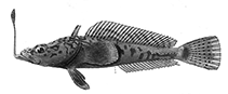 To FishBase images (<i>Pogonophryne mentella</i>, Antarctica, by Shandikov, G.A.)