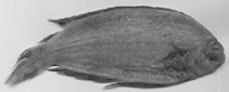 To FishBase images (<i>Poecilopsetta multiradiata</i>, New Caledonia, by Kawai, Amaoka & Séret)