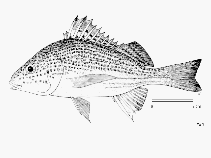 To FishBase images (<i>Pomadasys multimaculatum</i>, by FAO)