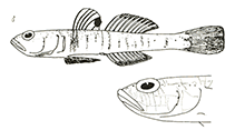 To FishBase images (<i>Pomatoschistus norvegicus</i>, by Miller, P.J.)