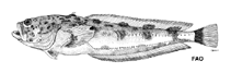 To FishBase images (<i>Porichthys oculofrenum</i>, by FAO)