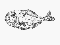 To FishBase images (<i>Polyipnus omphus</i>, by SFSA)