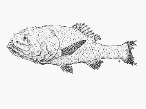 To FishBase images (<i>Poromitra oscitans</i>, by SFSA)