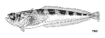 To FishBase images (<i>Porichthys pauciradiatus</i>, by FAO)