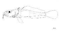 To FishBase images (<i>Pogonophryne permitini</i>, by FAO)
