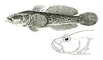 To FishBase images (<i>Neogobius platyrostris</i>, by Miller, P.J.)
