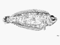 To FishBase images (<i>Poecilopsetta praelonga</i>, Sri Lanka, by FAO)