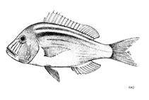 To FishBase images (<i>Polysteganus praeorbitalis</i>, by FAO)