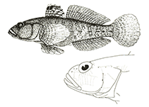 To FishBase images (<i>Neogobius ratan</i>, by Miller, P.J.)